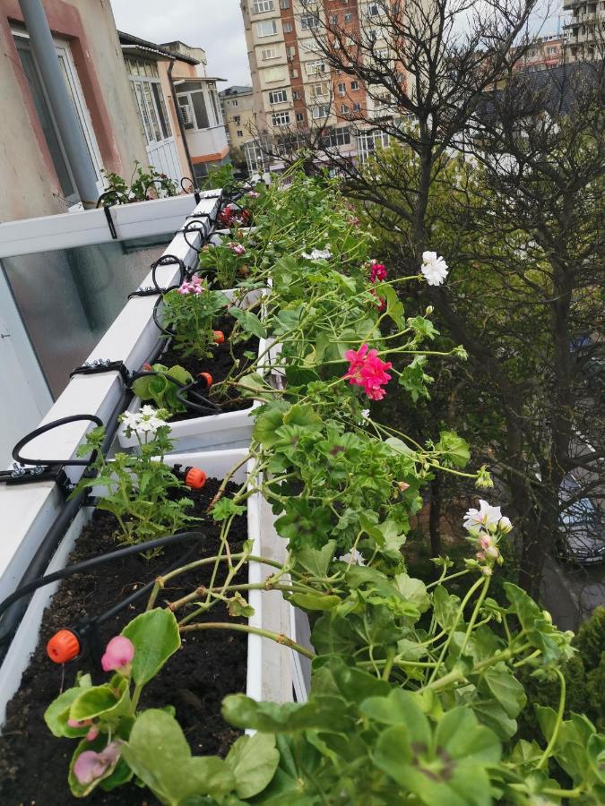 Bloom Box Apartments Craiova Exterior foto